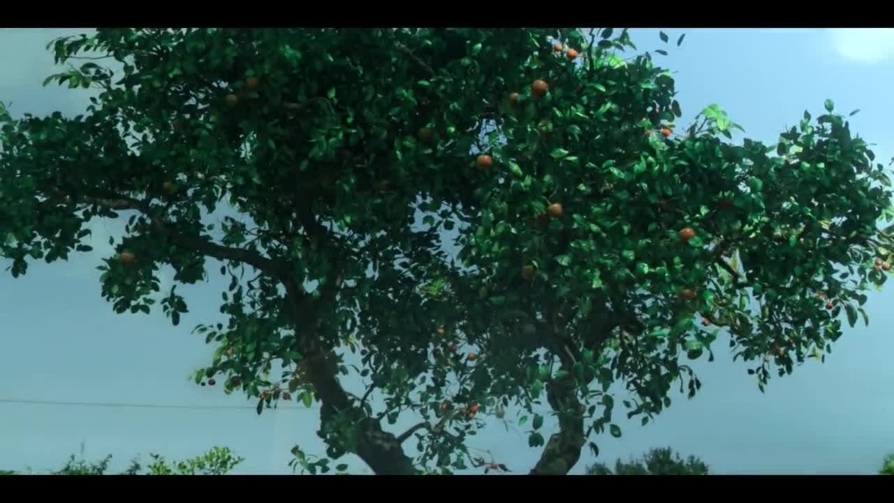 Когда жизнь даёт тебе мандарины — кадр 3