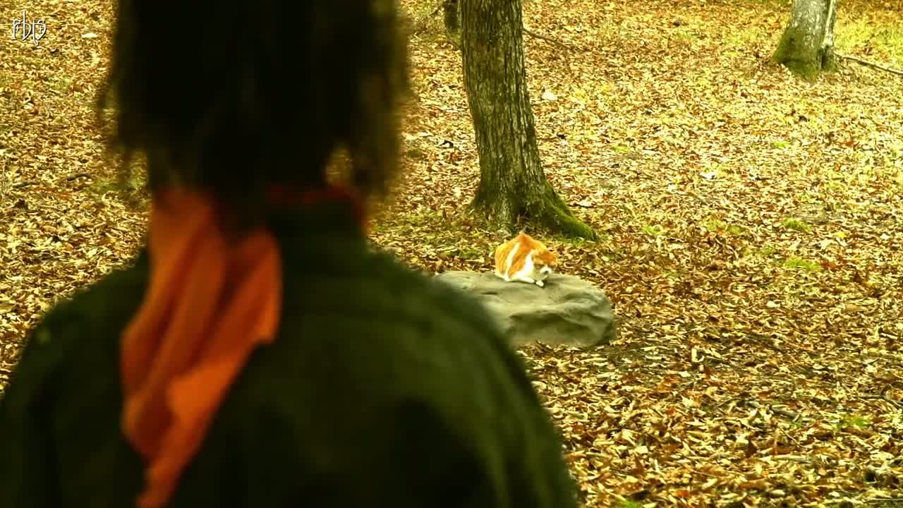Ниндзя и кот — кадр 2