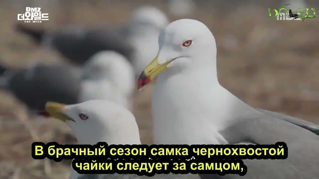 Дикая природа в демилитаризованной зоне — кадр 5